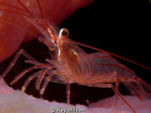 Peppermint Shrimp, DX1G / YS100a , no cropping by Kay Wilson 